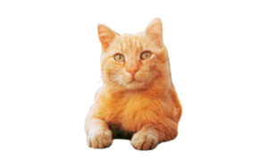 cibo-per-gatti-marche-migliori