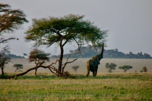 safari-tour-in-tanzania